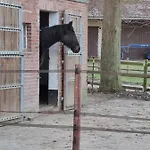 Noltenius *